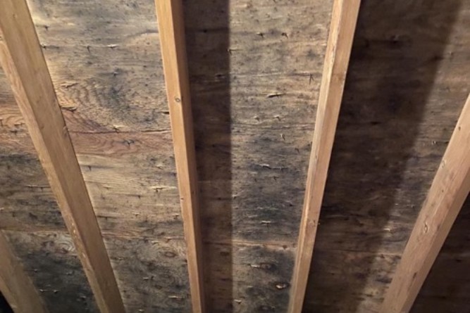 Mold Before 2 (1)
