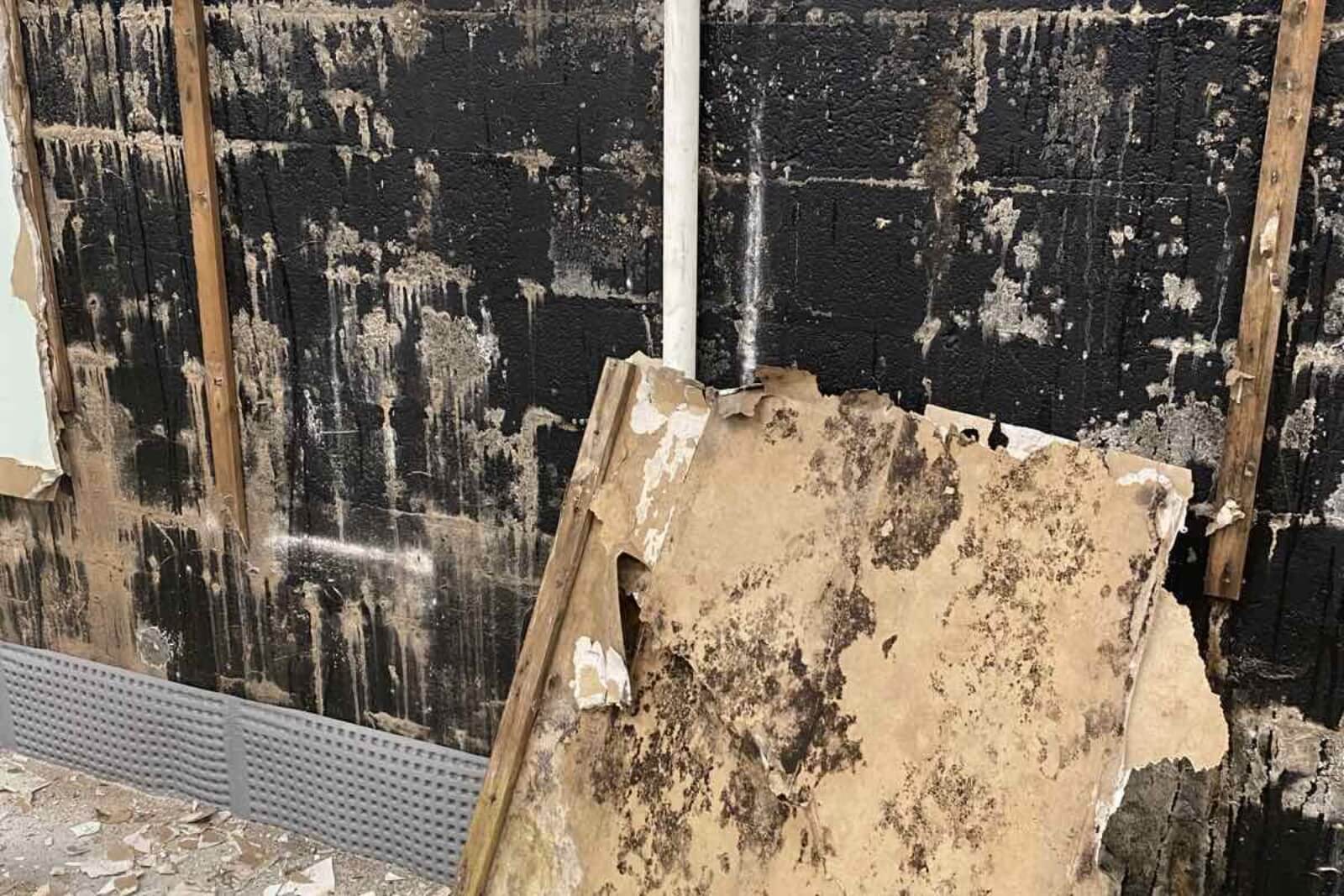Mold Remediation Services In Morristown